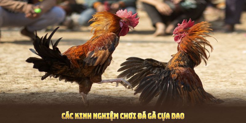 Các kinh nghiệm chơi đá gà cựa dao cơ bản mọi người cần nhớ